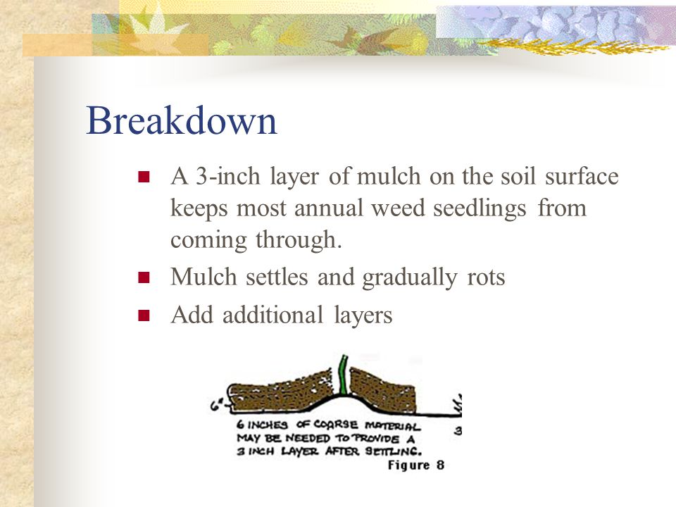 Breakdown A 3-inch layer of mulch on the soil surface keeps most annual weed seedlings from coming through.