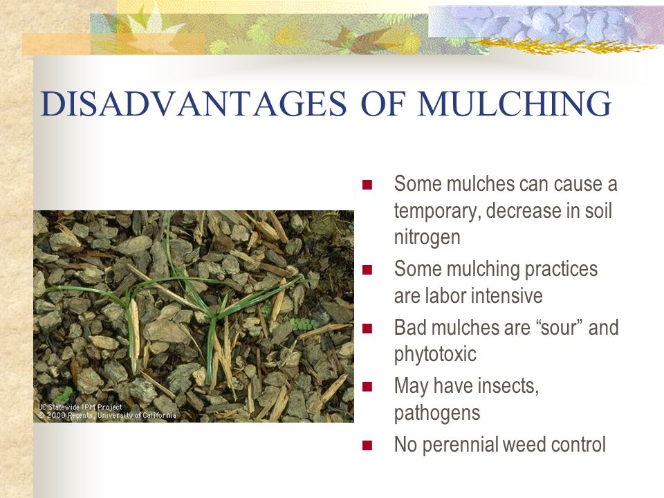DISADVANTAGES OF MULCHING Some mulches can cause a temporary, decrease in soil nitrogen Some mulching practices are labor intensive Bad mulches are sour and phytotoxic May have insects, pathogens No perennial weed control