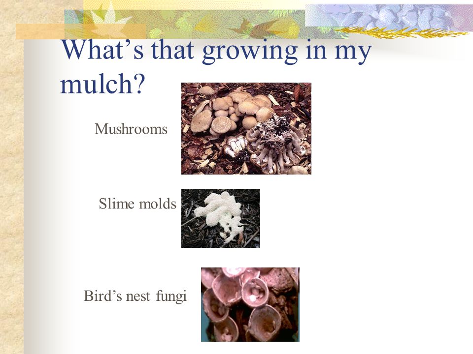 What’s that growing in my mulch Bird’s nest fungi Slime molds Mushrooms