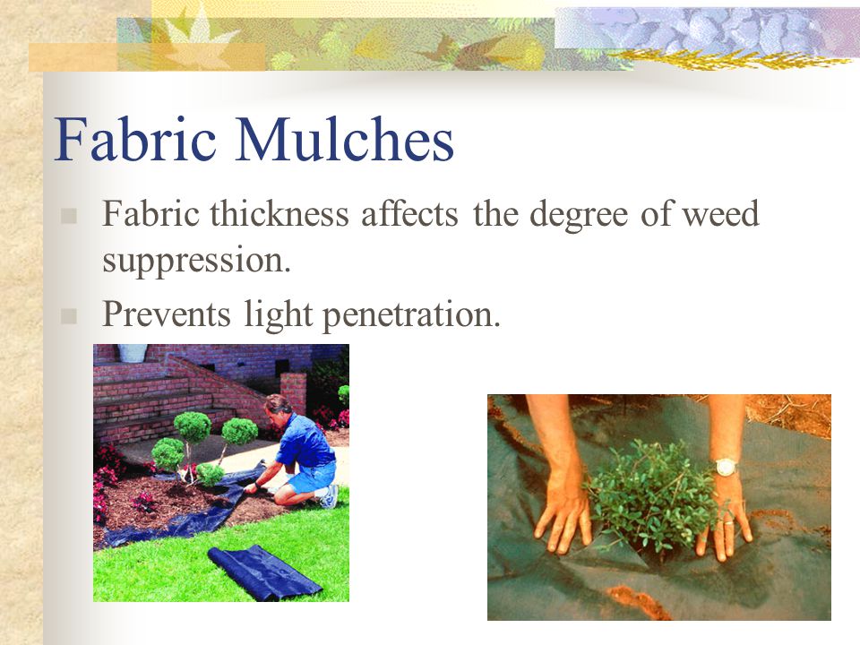 Fabric Mulches Fabric thickness affects the degree of weed suppression. Prevents light penetration.
