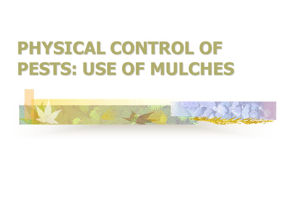 PHYSICAL CONTROL OF PESTS: USE OF MULCHES