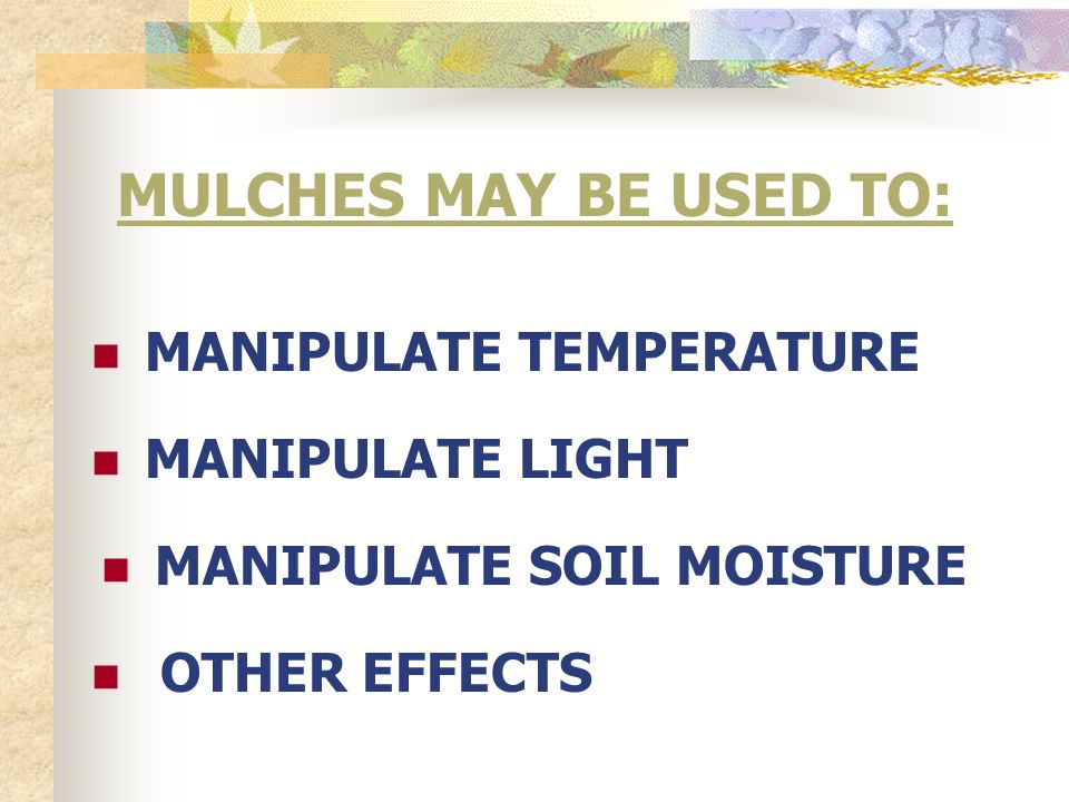 MULCHES MAY BE USED TO: MANIPULATE TEMPERATURE MANIPULATE LIGHT MANIPULATE SOIL MOISTURE OTHER EFFECTS