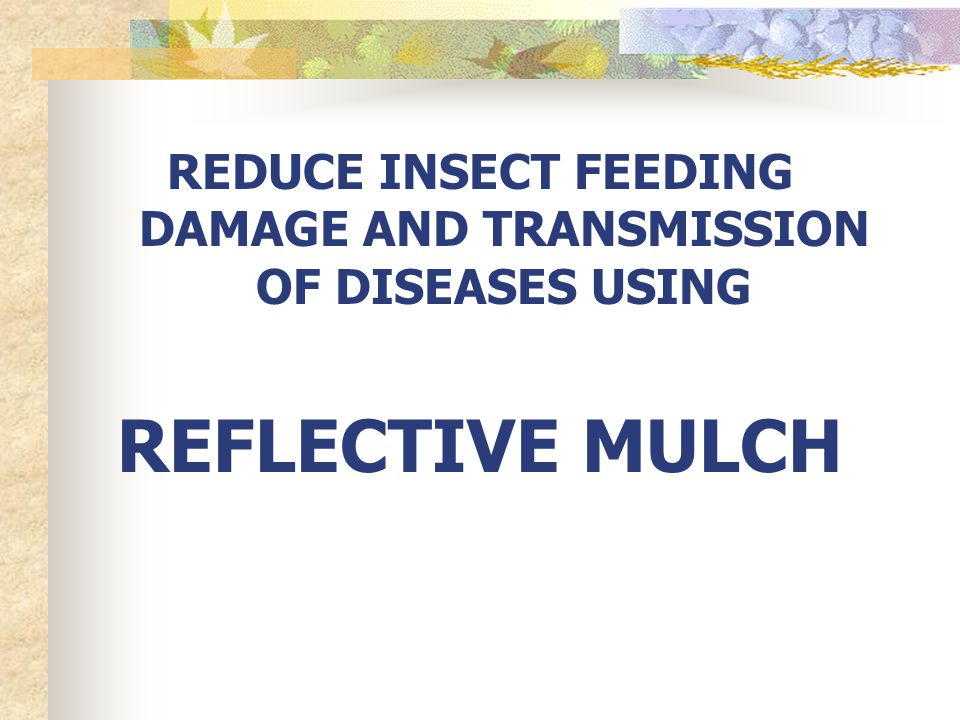 REDUCE INSECT FEEDING DAMAGE AND TRANSMISSION OF DISEASES USING REFLECTIVE MULCH