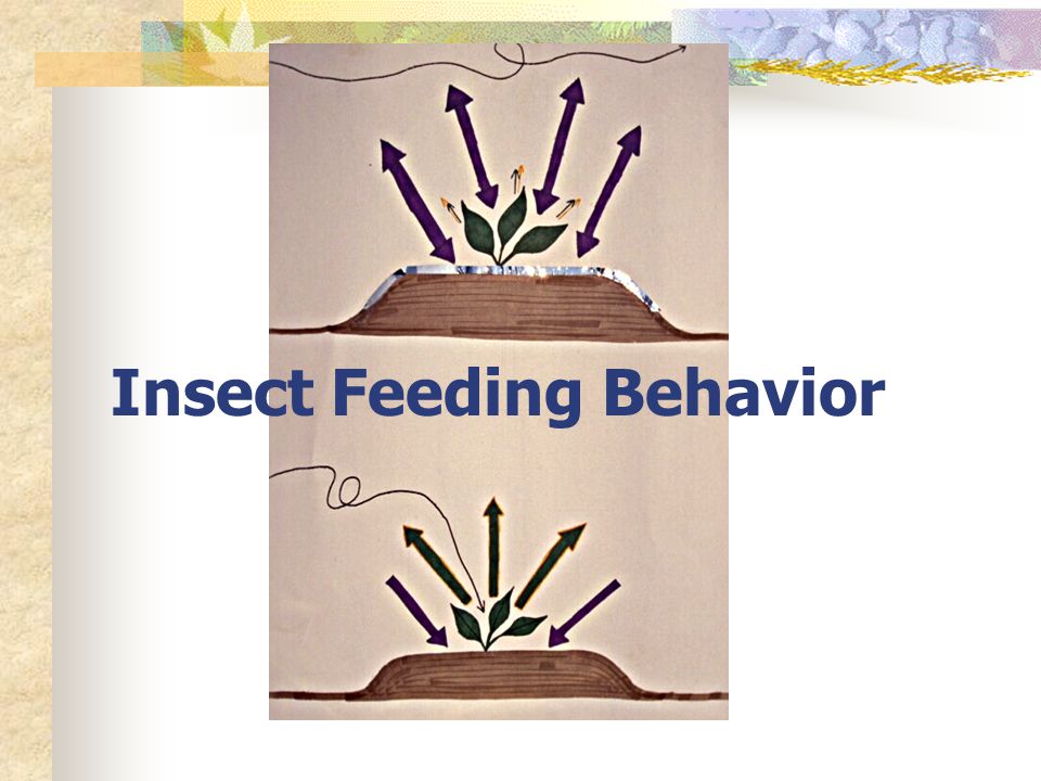 Insect Feeding Behavior