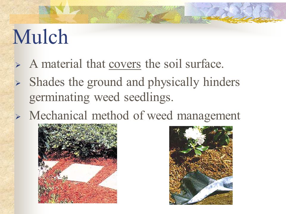 Mulch  A material that covers the soil surface.