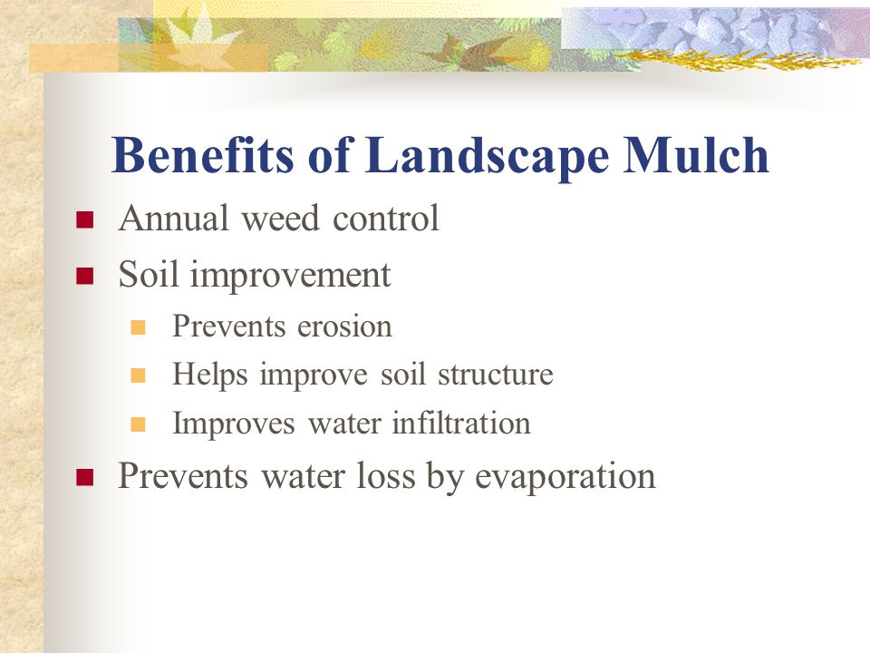 Benefits of Landscape Mulch Annual weed control Soil improvement Prevents erosion Helps improve soil structure Improves water infiltration Prevents water loss by evaporation