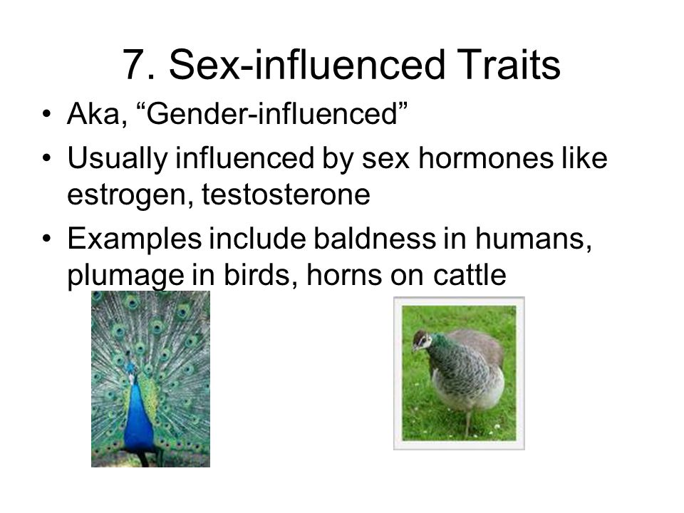 sex influenced traits in cows Kristi love sex