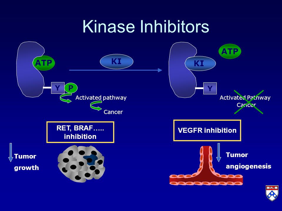 Kinase Inhibitors KI ATP KI P Y Y ATP Activated pathway Cancer Activated Pathway Cancer VEGFR inhibition Tumor angiogenesis Tumor growth RET, BRAF…..