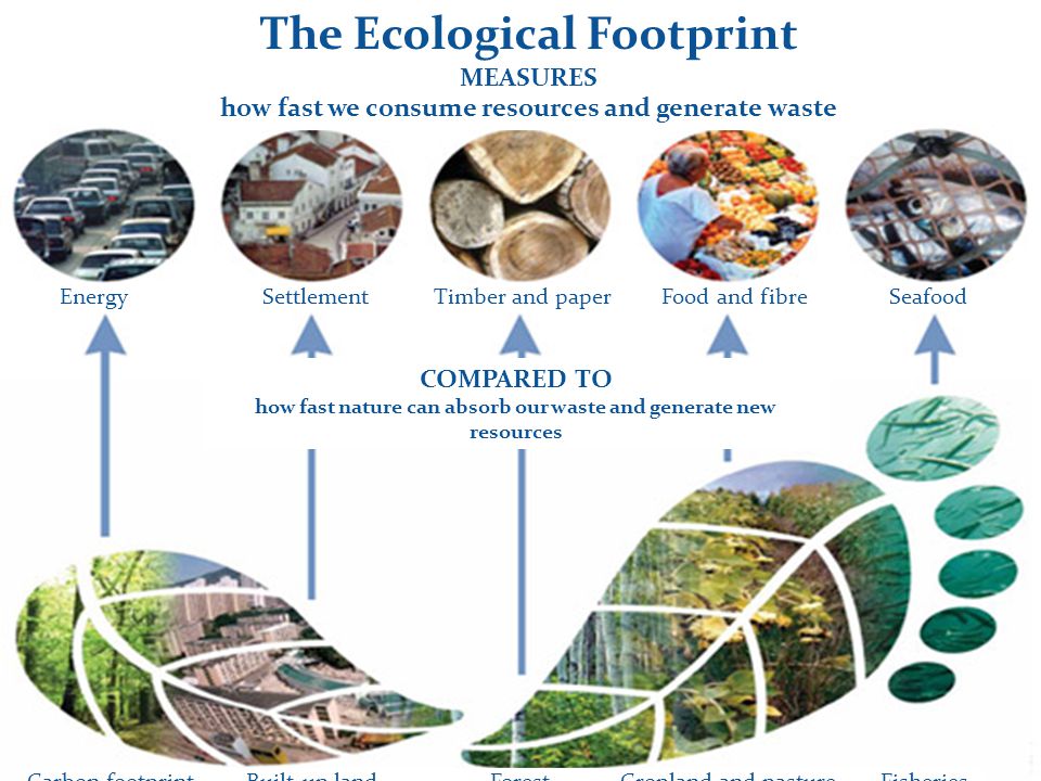 The Ecological Footprint MEASURES how fast we consume resources and generate waste Food and fibreSeafoodEnergySettlementTimber and paper COMPARED TO how fast nature can absorb our waste and generate new resources FisheriesCropland and pastureForestBuilt-up landCarbon footprint