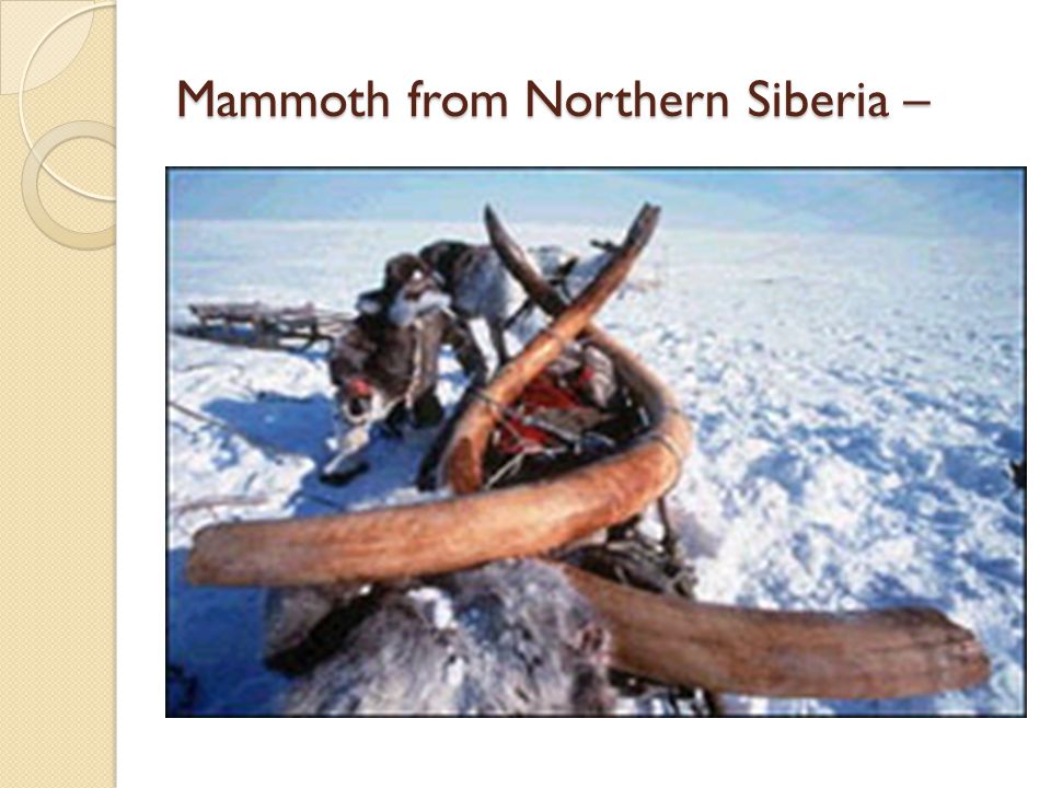 Mammoth from Northern Siberia –