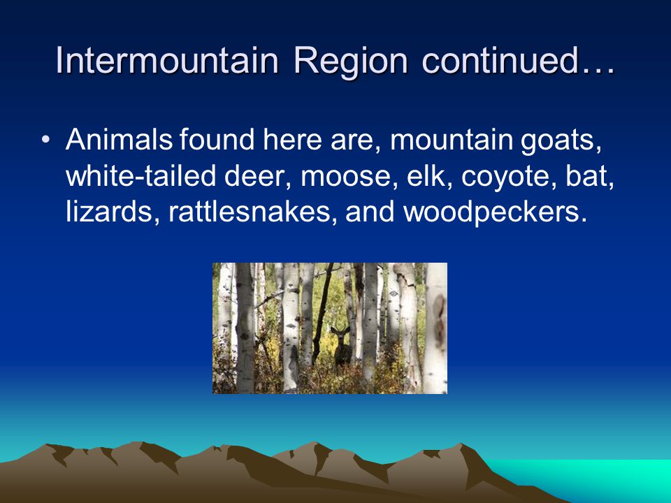 Intermountain Region continued… Animals found here are, mountain goats, white-tailed deer, moose, elk, coyote, bat, lizards, rattlesnakes, and woodpeckers.