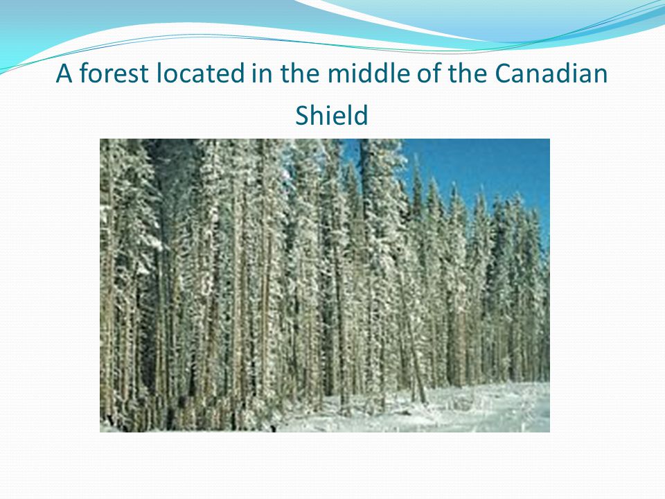 A forest located in the middle of the Canadian Shield