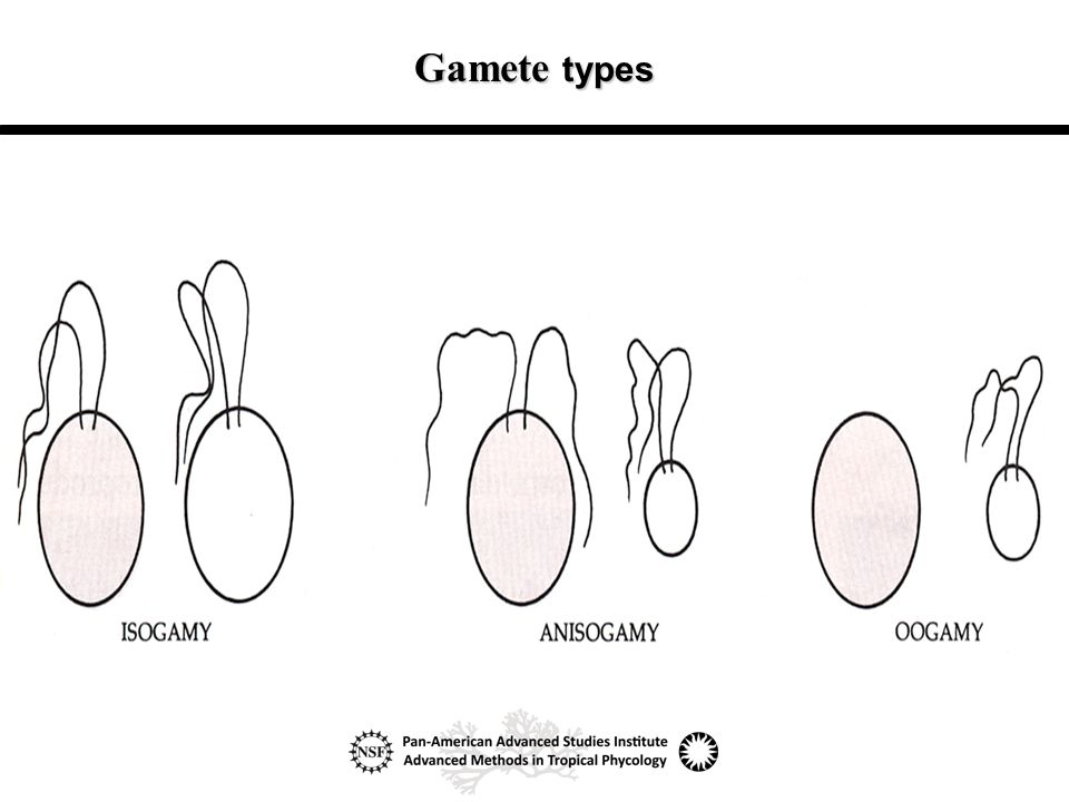 14 Gamete types