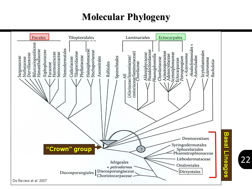 22 Crown group Basal Lineages Molecular Phylogeny De Reviers et al. 2007