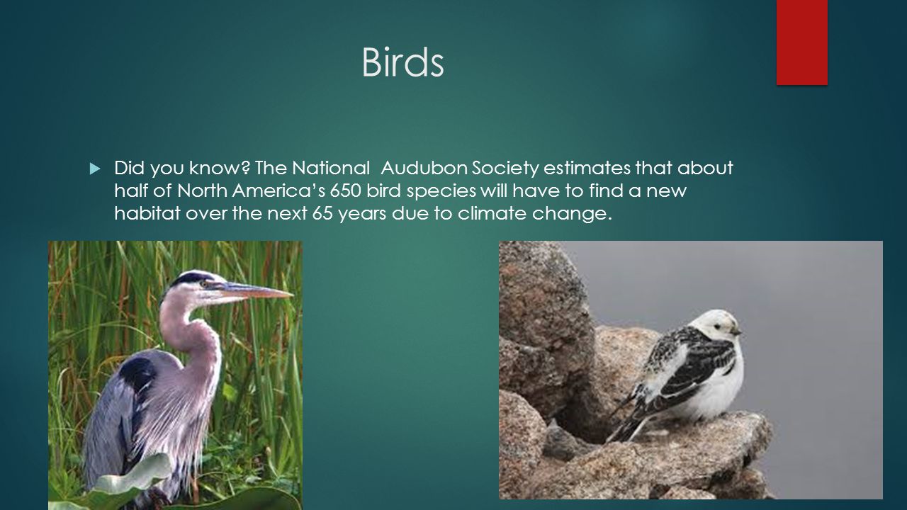 Is Climate Change A Serious Threat To Biodiversity? BY JACK MAIN. - ppt ...