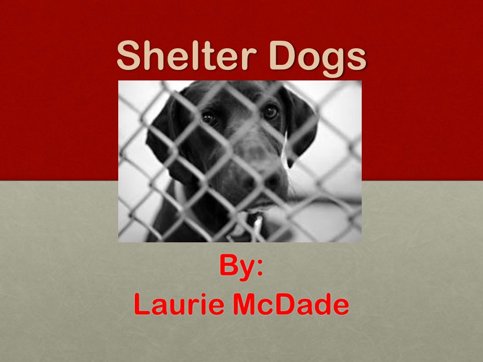 Shelter Dogs By: Laurie McDade