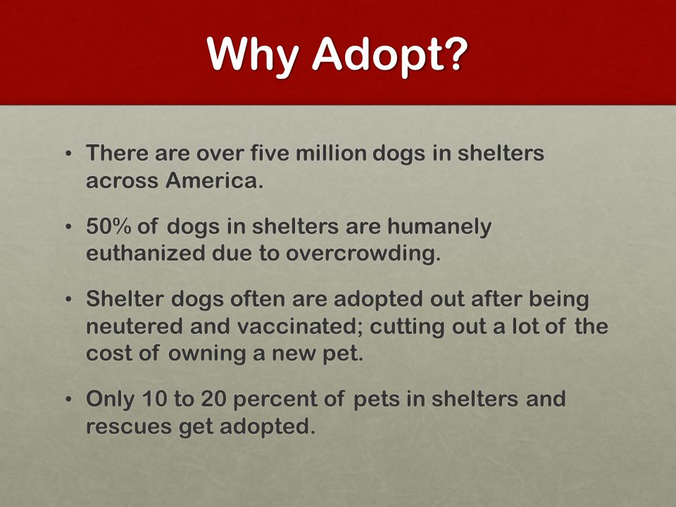 Why Adopt. There are over five million dogs in shelters across America.