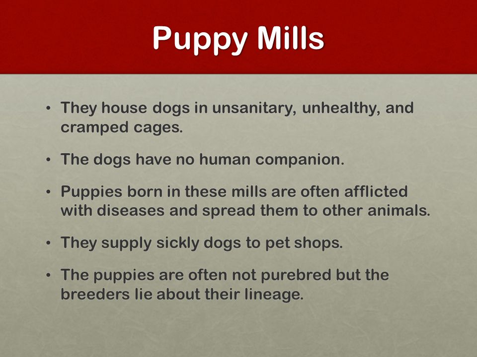 Puppy Mills They house dogs in unsanitary, unhealthy, and cramped cages.