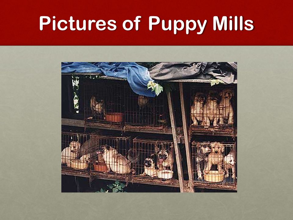 Pictures of Puppy Mills