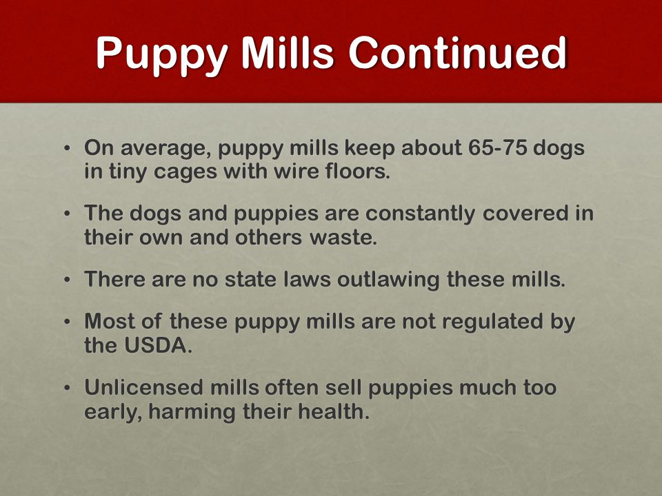 Puppy Mills Continued On average, puppy mills keep about dogs in tiny cages with wire floors.