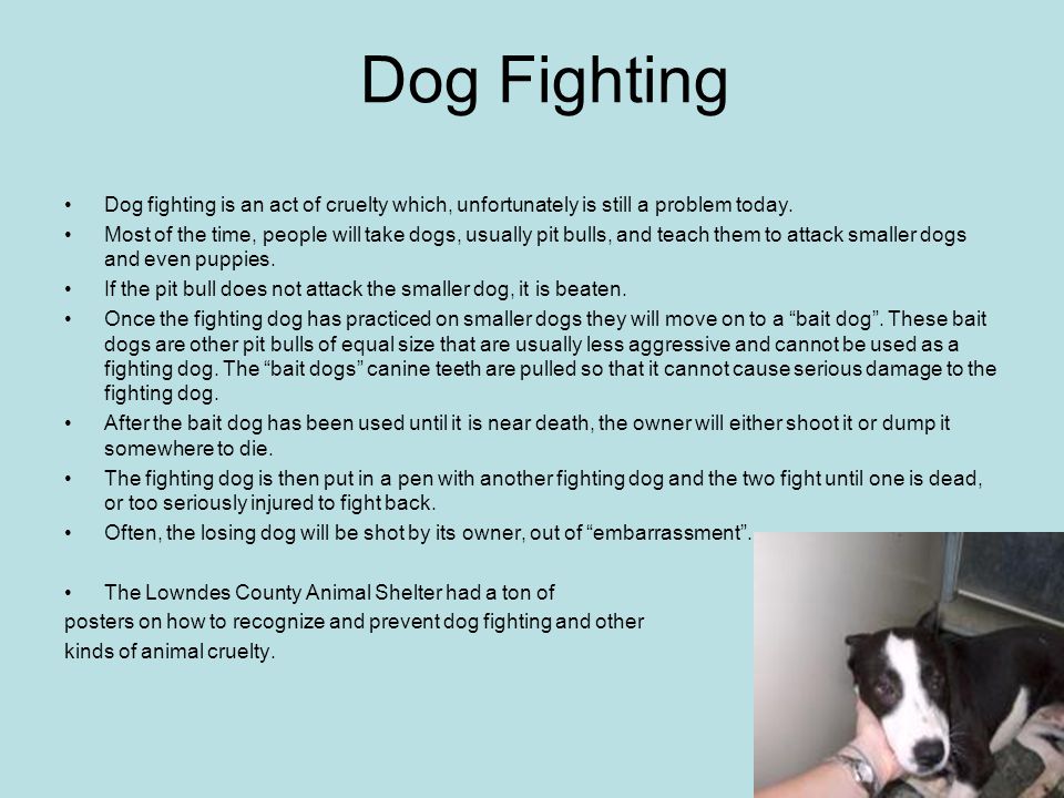 Dog Fighting Dog fighting is an act of cruelty which, unfortunately is still a problem today.