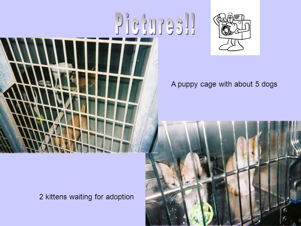 2 kittens waiting for adoption A puppy cage with about 5 dogs