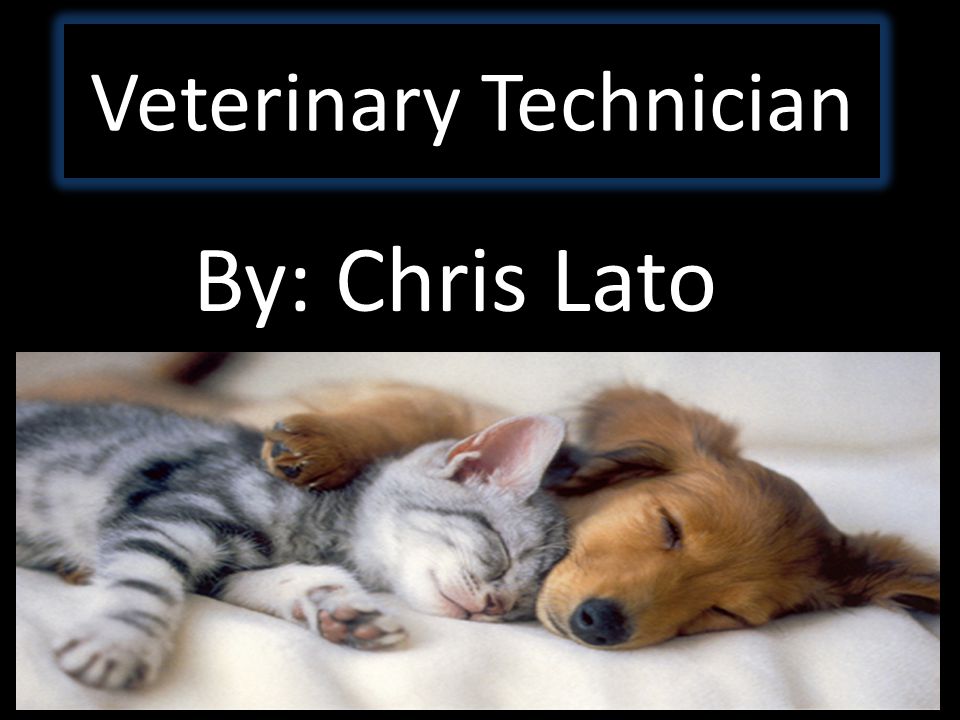 Veterinary Technician By: Chris Lato