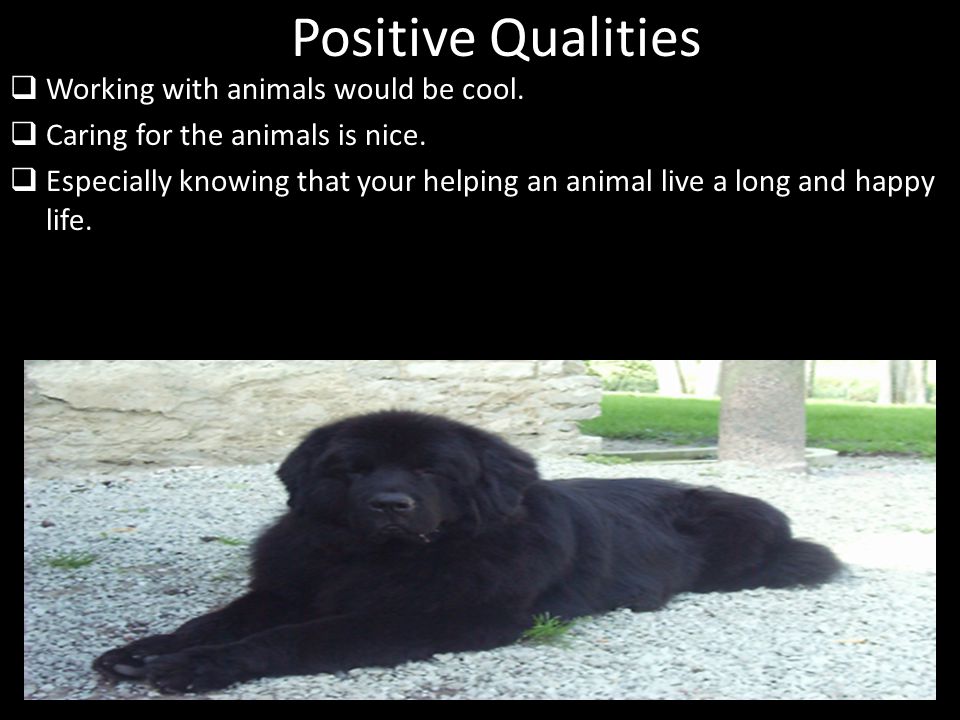 Positive Qualities  Working with animals would be cool.