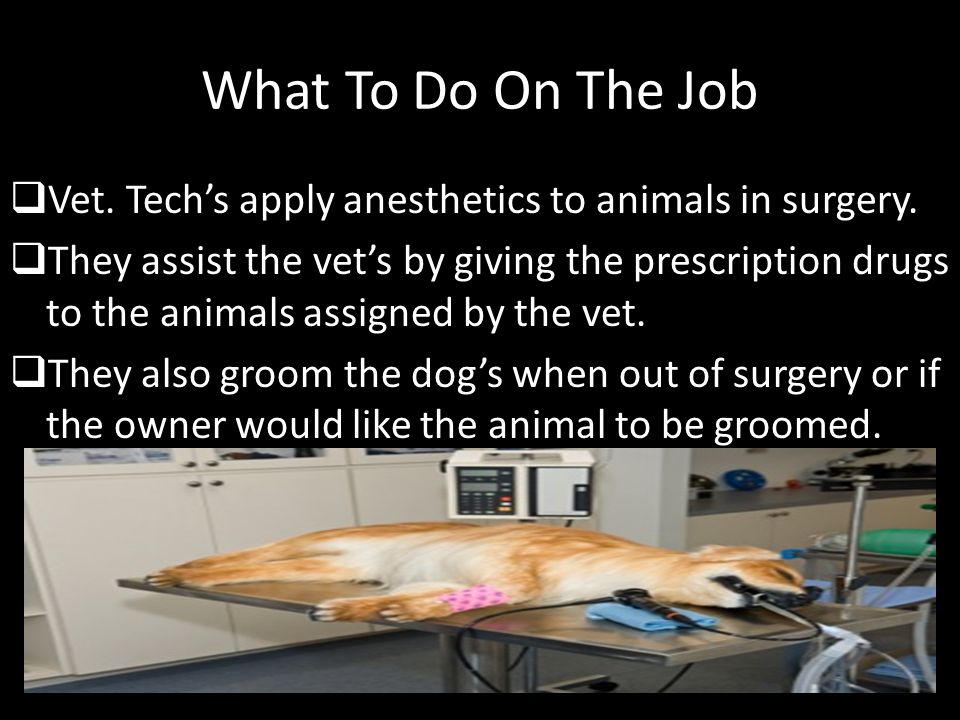 What To Do On The Job  Vet. Tech’s apply anesthetics to animals in surgery.