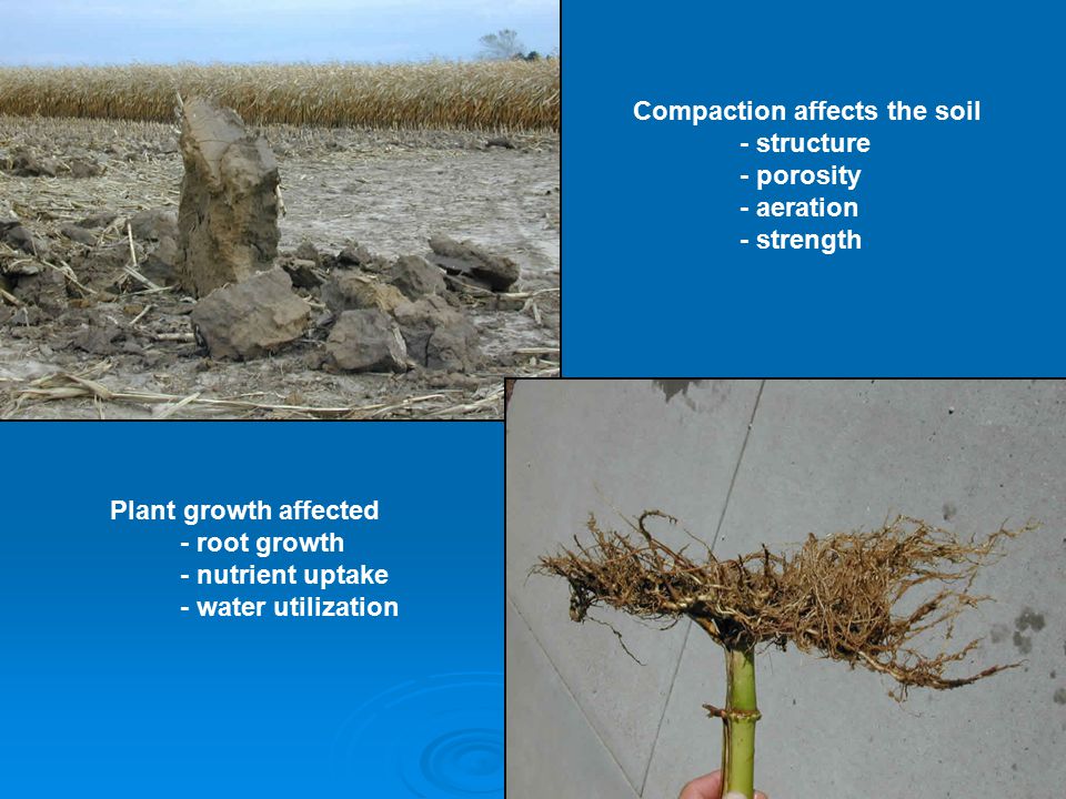 Compaction affects the soil - structure - porosity - aeration - strength Plant growth affected - root growth - nutrient uptake - water utilization