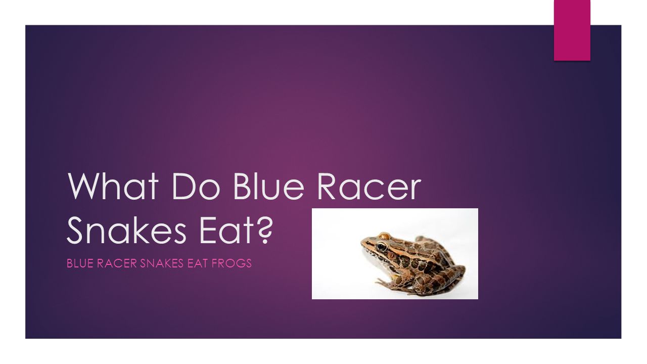 Blue Racer Snakes What Do Blue Racer Snakes Eat Blue Racer Snakes Eat Frogs Ppt Download Blue Racer Snakes What Do Blue Racer Snakes Eat Blue Racer Snakes Eat Frogs Ppt Download