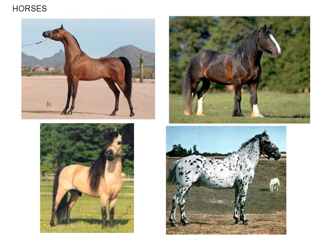 Порода инбридинг. Буденновская порода лошадей инбридинг. Селекция. Искусственный отбор лошадей. Селекция животных примеры.