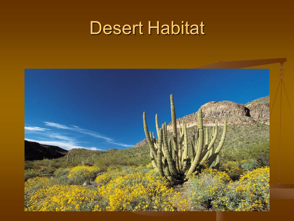Desert Habitat. Where Plants and Animals Live Habitat is a place where  plants and animals can meet their needs. Animals get food, water, and  shelter from. - ppt download