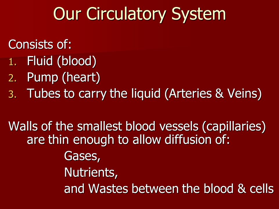 Our Circulatory System Consists of: 1. Fluid (blood) 2.