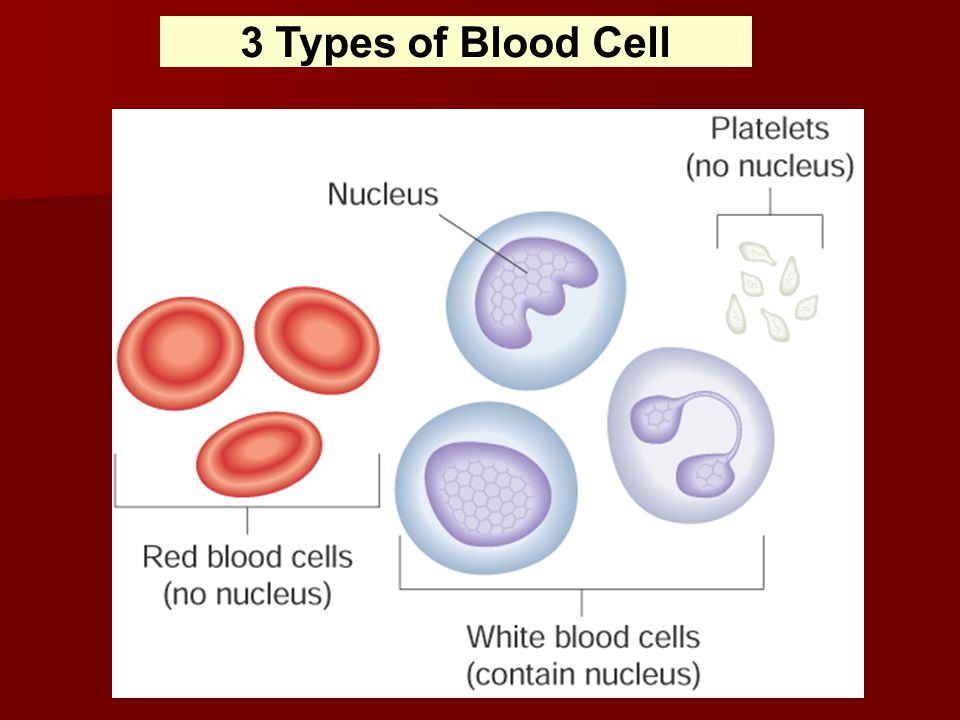 3 Types of Blood Cell