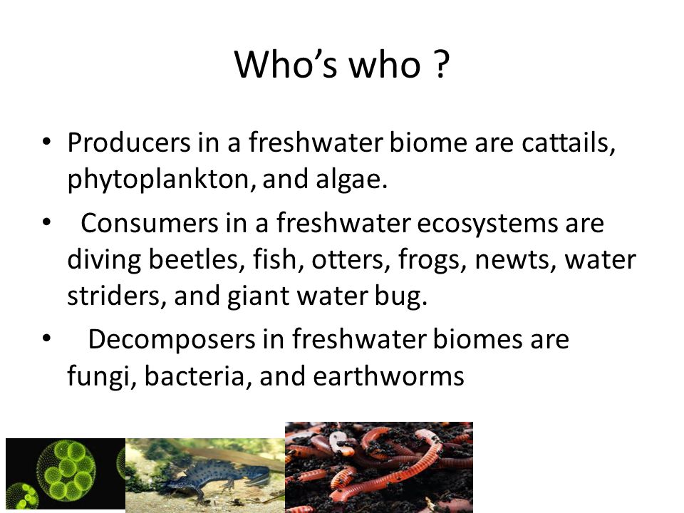 Who’s who . Producers in a freshwater biome are cattails, phytoplankton, and algae.