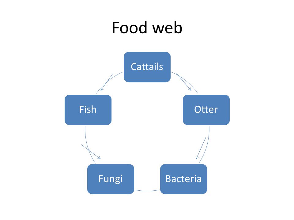 Food web CattailsOtterBacteriaFungiFish