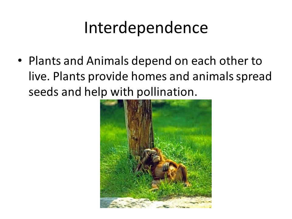 Interdependence Plants and Animals depend on each other to live.