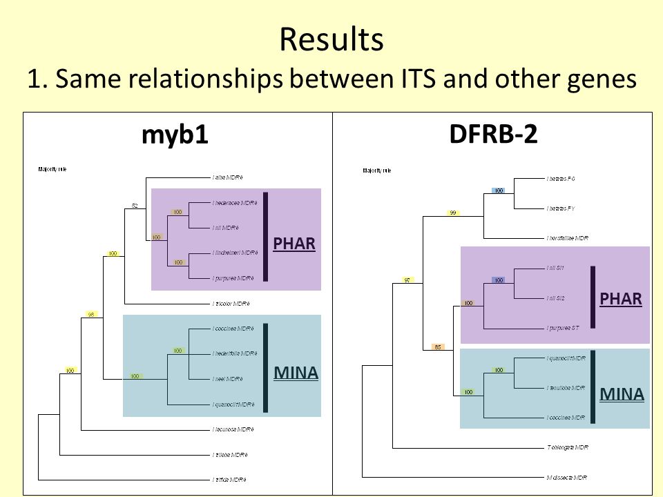 myb1 PHAR MINA DFRB-2 PHAR MINA Results 1. Same relationships between ITS and other genes