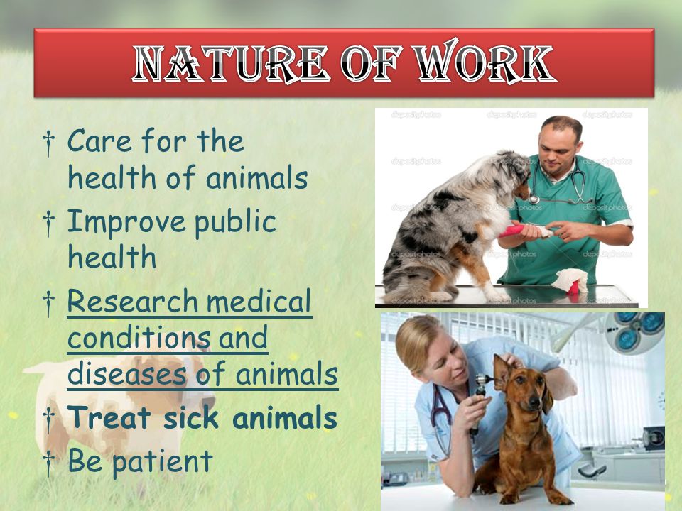 †Care for the health of animals †Improve public health †Research medical conditions and diseases of animals †Treat sick animals †Be patient