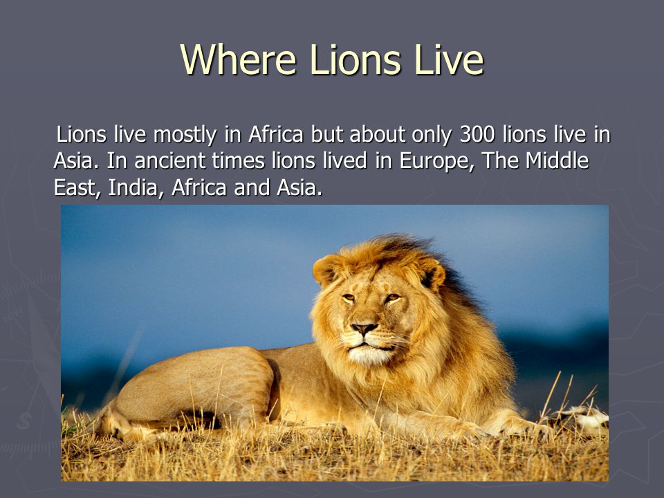 Where Lions Live Lions live mostly in Africa but about only 300 lions live in Asia.