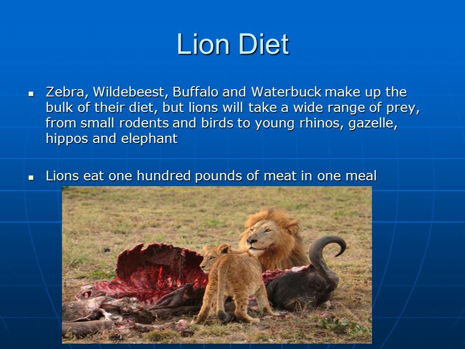 Lion Diet Zebra, Wildebeest, Buffalo and Waterbuck make up the bulk of their diet, but lions will take a wide range of prey, from small rodents and birds to young rhinos, gazelle, hippos and elephant Zebra, Wildebeest, Buffalo and Waterbuck make up the bulk of their diet, but lions will take a wide range of prey, from small rodents and birds to young rhinos, gazelle, hippos and elephant Lions eat one hundred pounds of meat in one meal Lions eat one hundred pounds of meat in one meal