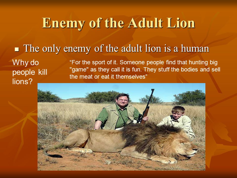 Enemy of the Adult Lion The only enemy of the adult lion is a human The only enemy of the adult lion is a human For the sport of it.