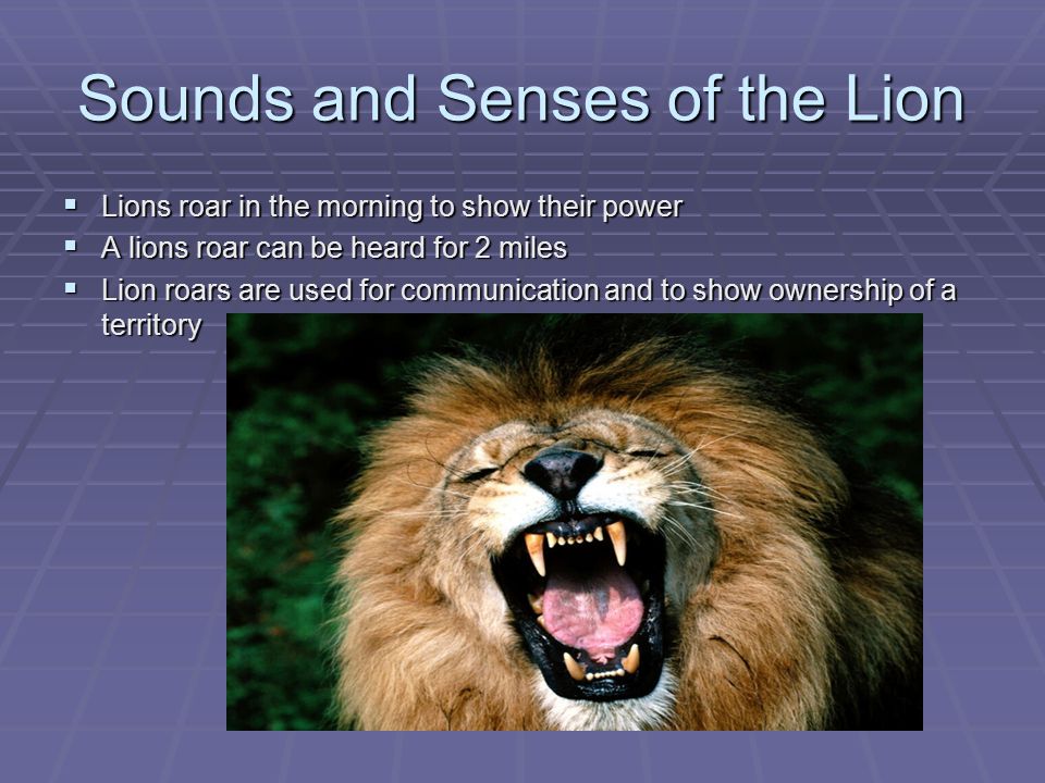 Sounds and Senses of the Lion  Lions roar in the morning to show their power  A lions roar can be heard for 2 miles  Lion roars are used for communication and to show ownership of a territory
