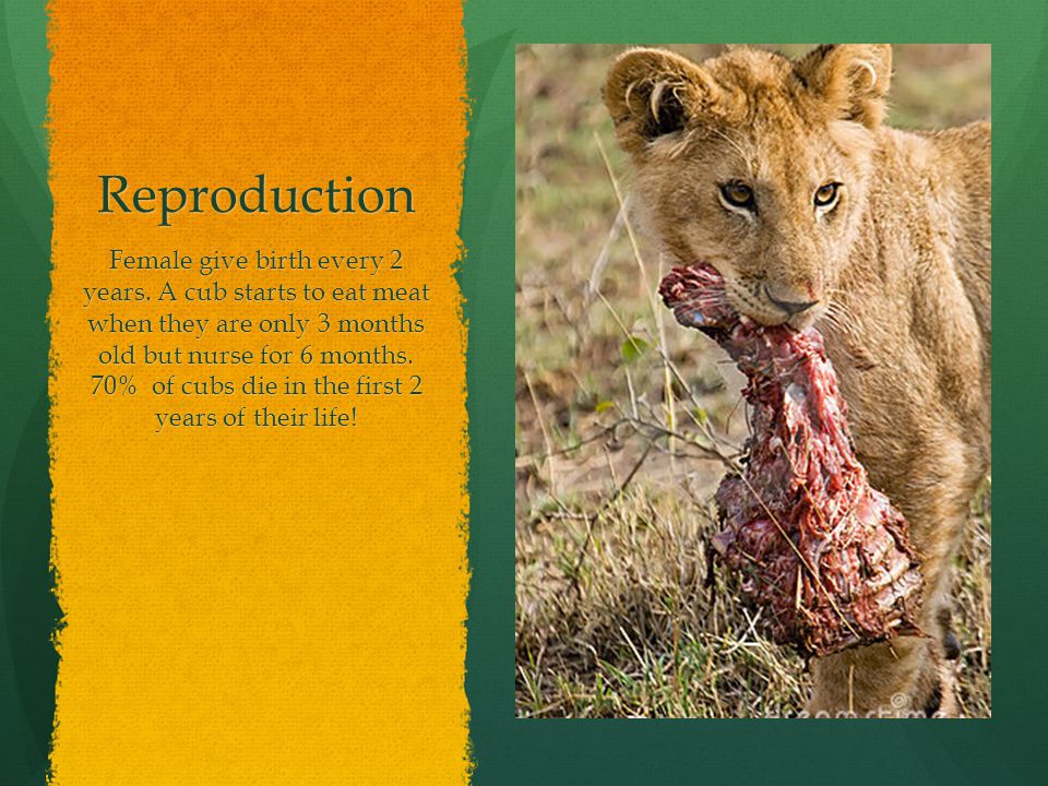 Reproduction Female give birth every 2 years.