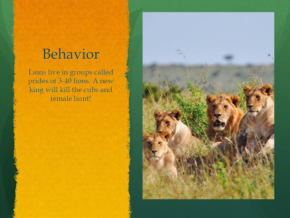 Behavior Lions live in groups called prides of 3-40 lions.