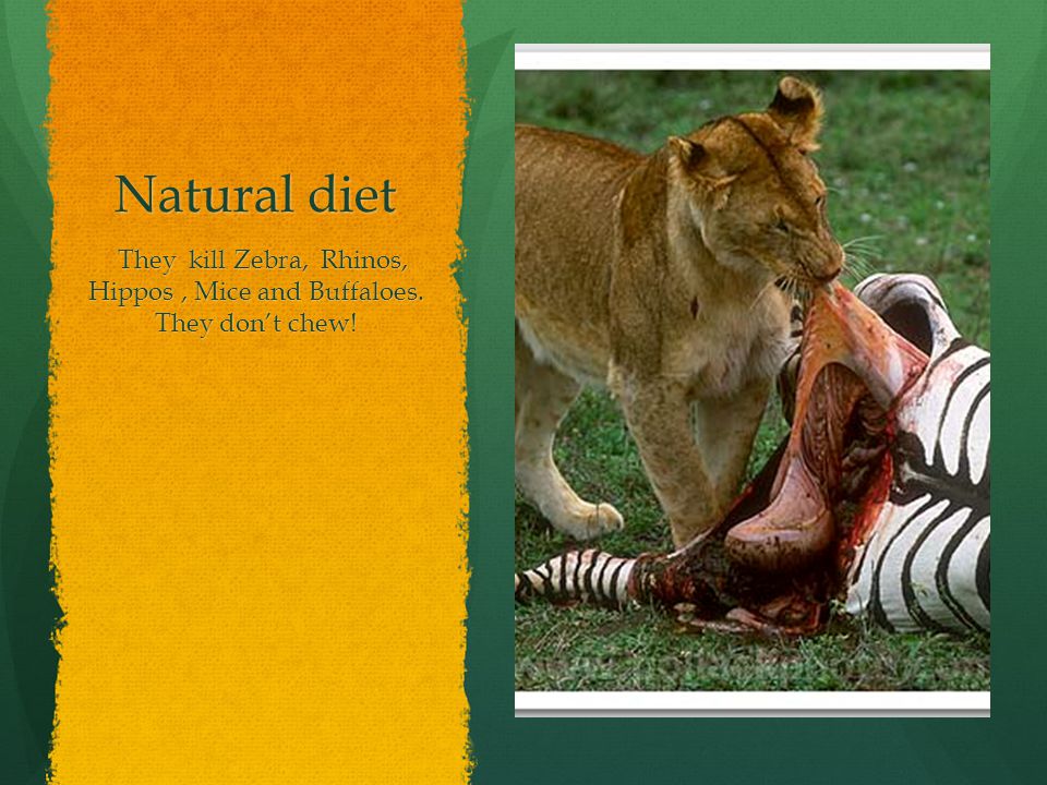 Natural diet They kill Zebra, Rhinos, Hippos, Mice and Buffaloes. They don’t chew!