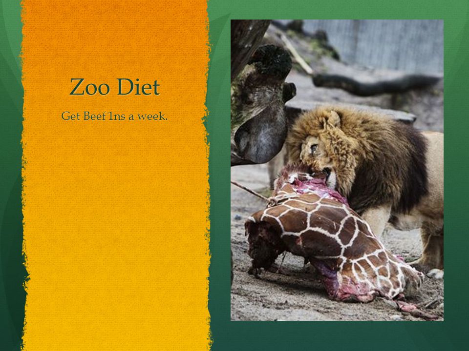 Zoo Diet Get Beef 1ns a week.