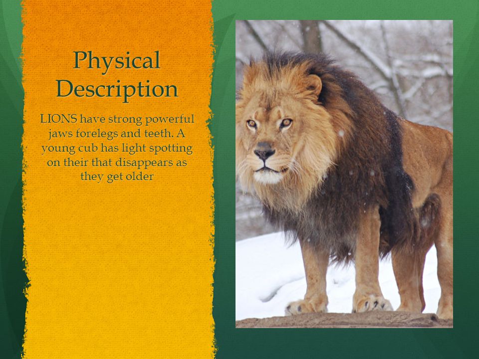 Physical Description LIONS have strong powerful jaws forelegs and teeth.