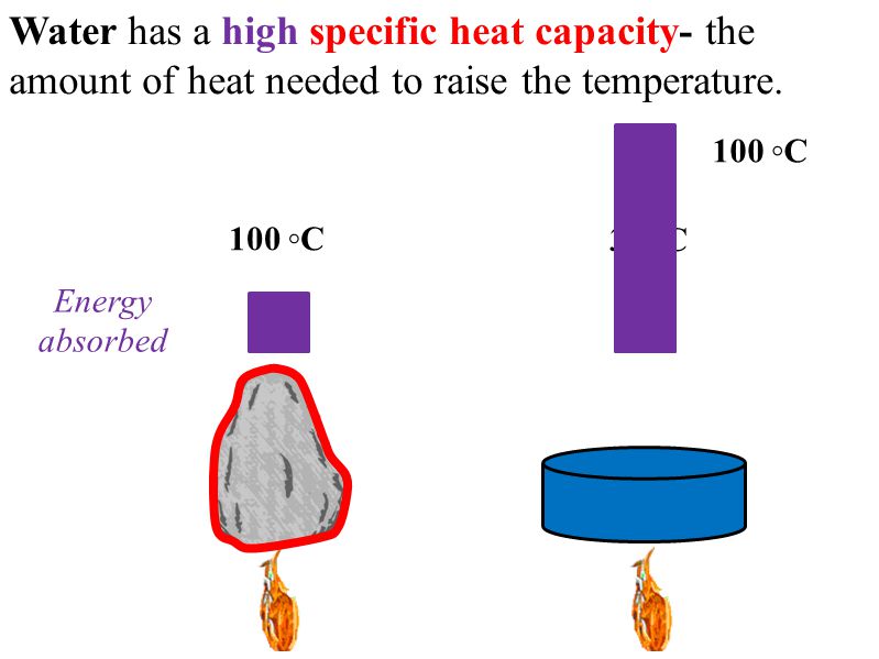 100 ◦C Energy absorbed 30 ◦C 100 ◦C Water has a high specific heat capacity- the amount of heat needed to raise the temperature.
